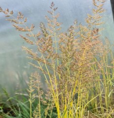 Calamagrostis X Acutiflora 'Avalanche'